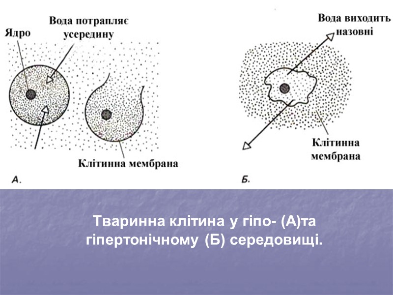 Тваринна клітина у гіпо- (А)та гіпертонічному (Б) середовищі.